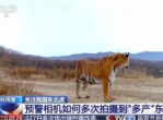 东北虎家庭：预警相机捕捉下的多角度奇观