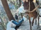 手机成祸：游客拍照时分心遭骡子撞击滚落山坡